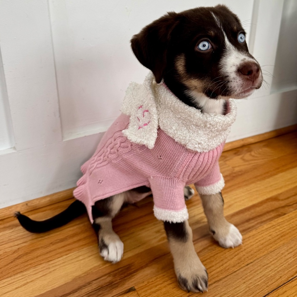 Disney Pets Cable Knit Dog Sweater